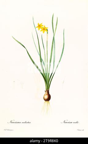Vieille illustration de la jonquille en coupelle Cowslip (Narcissus x compressus). Les liacées, de P. J. redouté. Impr. Didot Jeune, Paris, 1805 - 1816 Banque D'Images