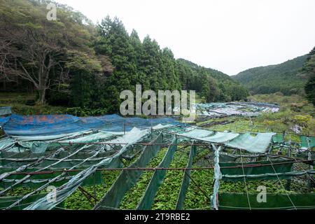 Ferme Wasabi. Wasabi frais et bio dans les champs et les terrasses à Idakaba, dans la péninsule d'Izu, Japon. Banque D'Images