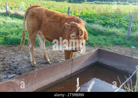 Veau brun avec sa tête tournée à côté d'un bac d'eau métallique sur un champ d'élevage agricole, parcelle cultivée en fond flou, journée ensoleillée en S. Banque D'Images