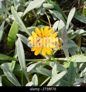 Fleur au Trésor également connue sous le nom de Gazania Ringens. Belle fleur jaune avec étoile sombre Banque D'Images