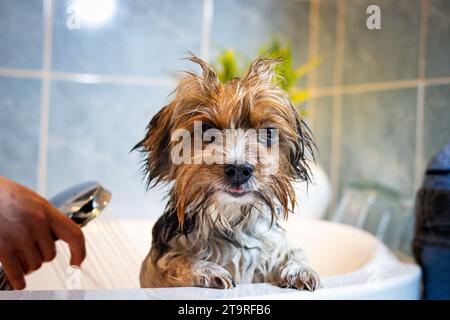 Expression mignonne d'un chien Yorkshire Terrier humide après un bain. Langue rose et joie de la propreté. La mignonne d'un animal à quatre pattes. Banque D'Images