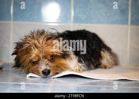 Expression fatiguée d'un chien Yorkshire Terrier mouillé après un bain. Allongé sur une serviette. La mignonne d'un animal à quatre pattes. Banque D'Images