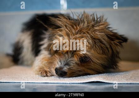 Expression fatiguée d'un chien Yorkshire Terrier mouillé après un bain. Allongé sur une serviette. La mignonne d'un animal à quatre pattes. Banque D'Images