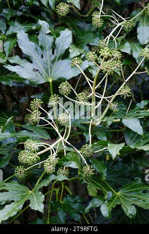 Fatsia japonica, fatsi, plante à papier, fausse plante d'huile de ricin, aralia japonaise, baies vertes à la fin de l'hiver / début du printemps Banque D'Images