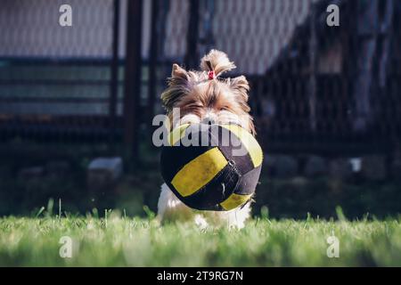 Chien Yorkshire Terrier heureux et souriant courant dans le jardin avec un ballon dans la bouche. Animal de compagnie à quatre pattes dans les montagnes enneigées de Beskydy, République tchèque R Banque D'Images