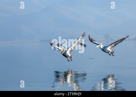 Trois pélicans dalmates volant juste au-dessus de la surface de l'eau du lac Kerkini, dans la région de Serres, Macédoine, Grèce, Europe. Banque D'Images