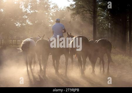 Un homme promène six chevaux sur un chemin de terre. Banque D'Images