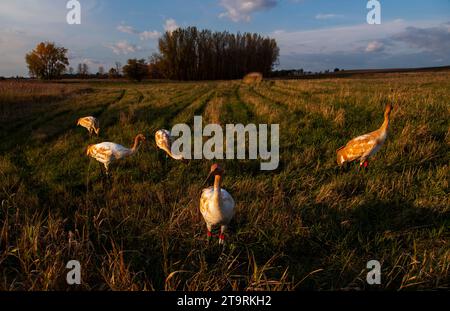 Sortie automne direct Banque D'Images