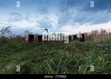 Sortie automne direct Banque D'Images