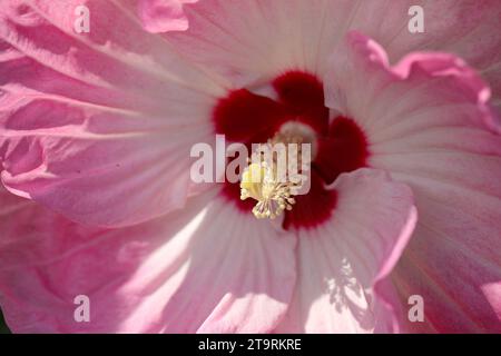 Photographie haute résolution d'une fleur d'hibiscus rose vibrante sur un fond blanc propre Banque D'Images