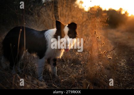 border collie chien beau portrait d'été au coucher du soleil Banque D'Images