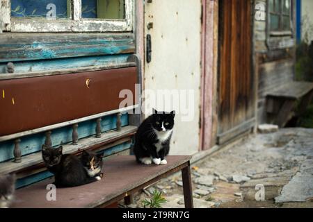 Chats dans la vieille maison. Chats dans la rue. Animaux domestiques dans le ghetto. Banque D'Images