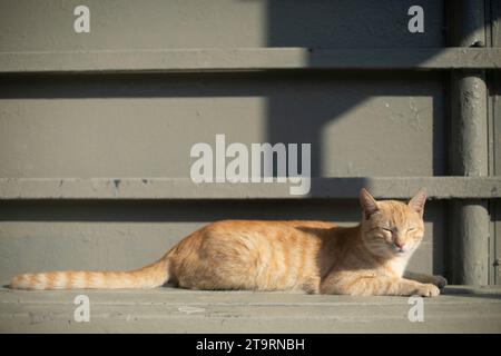 Chat rouge dans la rue. Animal avec cheveux roux. Chat en plein soleil. Banque D'Images