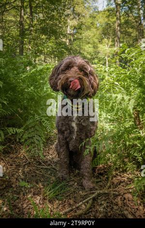 Brown Sprockapoo Dog - Springer Cocker Poodle Cross - assis regardant directement la caméra dans la forêt léchant son nez avec sa langue dehors Banque D'Images