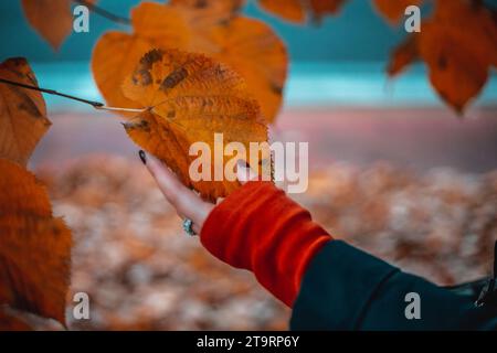 Feuille d'automne à la main gros plan. Milan, Italie Banque D'Images