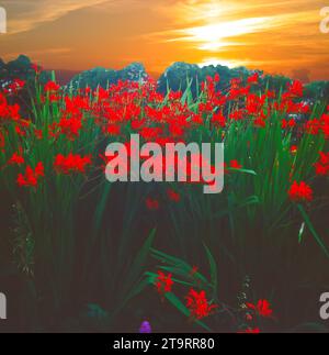 Montbretia Nom latin Crocosmia Lucifer fleurs au coucher du soleil Banque D'Images