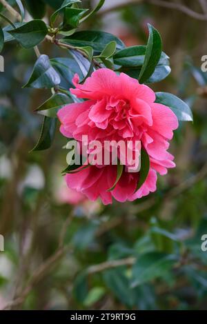 Camellia x williamsii anticipation, fleurs roses, forme complète de pivoine de camélia Banque D'Images