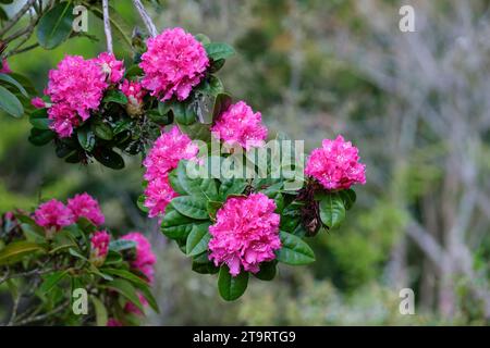 Rhododendron Rocket, fleurs rose foncé avec une tache écarlate dans une ferme conique Banque D'Images
