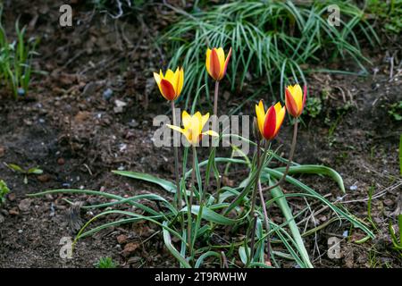 Divers tulipes clusiana fleurissent dans un jardin en avril Banque D'Images