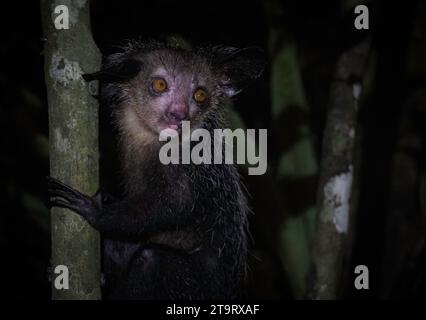 Aye-Aye (Daubentonia madagascariensis) dans les forêts tropicales de l'est de Madagascar Banque D'Images