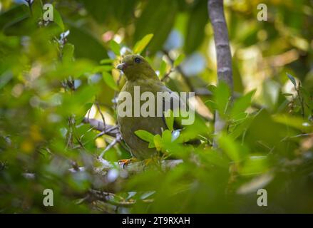 Pigeon vert (Treron australis) dans les forêts tropicales de l'est de Madagascar Banque D'Images