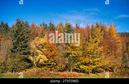 Feuillage d'automne coloré sur les arbres par une journée ensoleillée avec un ciel bleu dans le nord du pays de Galles, Royaume-Uni. Banque D'Images