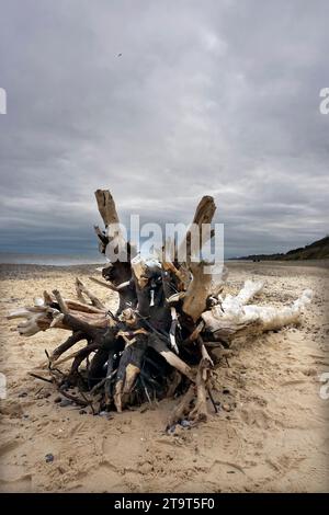 arbre mort échoué sur la plage dunwich suffolk angleterre Banque D'Images