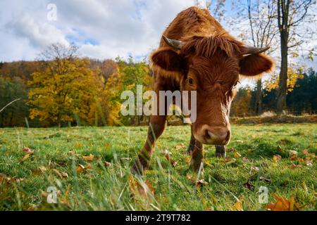 Vache brune paissant sur le champ. Vache Jersey mangeant de l'herbe verte sur le pâturage. Élevage bovin. Production laitière sur la ferme domestique Banque D'Images