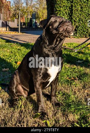 Après-midi photographique en compagnie d'une belle Cane Corso Banque D'Images