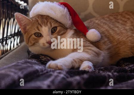 Portrait rapproché d'un chaton tabby orange et blanc avec chapeau de Père Noël drapé sur une oreille. Banque D'Images