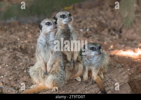 Meerkat adulte (Suricata suricatta) assis sur la souche en bois, Bristol UK. Août 2019 Banque D'Images