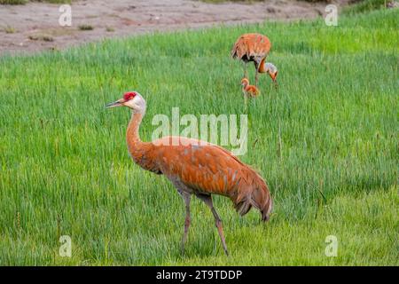 Une petite famille de Crane de Sandhill se nourrit dans les terres humides de Beluga Slough, le long de la baie de Kachemak, à Homer, en Alaska. Banque D'Images