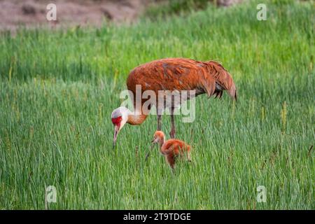 Une petite famille de Crane de Sandhill se nourrit dans les terres humides de Beluga Slough, le long de la baie de Kachemak, à Homer, en Alaska. Banque D'Images