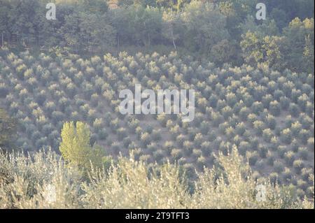 Vue sur une étendue d'oliviers plantés au milieu des collines classiques qui caractérisent le paysage de la région toscane de l'Italie centrale. Banque D'Images