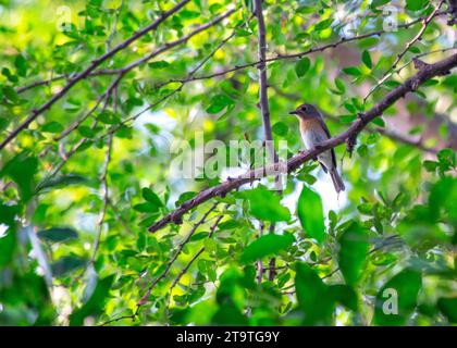 Émerveillez-vous devant l'élégance azur du Flycatcher à gorge bleue (Cyornis rubeculoides) qui habite gracieusement les bois d'Asie. Cet oiseau enchanteur, Banque D'Images