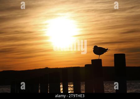 Silhouette d'une mouette debout sur une jambe alors que le soleil se couche à Langebaan, en Afrique du Sud. Banque D'Images