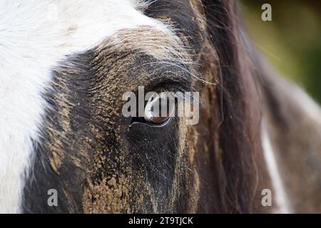 Oeil de cheval Banque D'Images