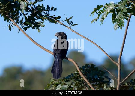 Ani à bec lisse (Crotophaga ani) sur une branche, parc national de la Serra da Canastra, Minas Gerais, Brésil Banque D'Images