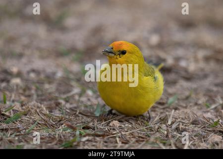 Fingeron safran (Sicalis flaveola), parc national de la Serra da Canastra, Minas Gerais, Brésil Banque D'Images