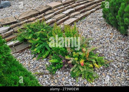 Mélange de différentes variétés d'arbustes nains d'épine-vinette thunberg avec des feuilles vertes, rouges, jaunes, violettes, panachées et marbrées. Berbéri ornemental lumineux Banque D'Images