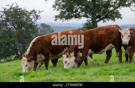 Le bétail Hereford, une race indigène britannique, broutant sur un pâturage à Cumbria, Royaume-Uni. Banque D'Images