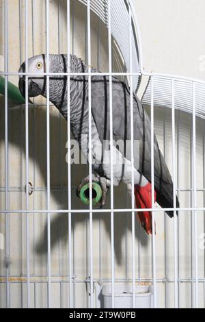 Perroquet à queue rouge dans une cage. Psittacus erithacus. Banque D'Images