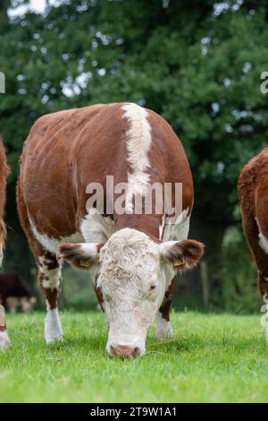 Le bétail Hereford, une race indigène britannique, broutant sur un pâturage à Cumbria, Royaume-Uni. Banque D'Images