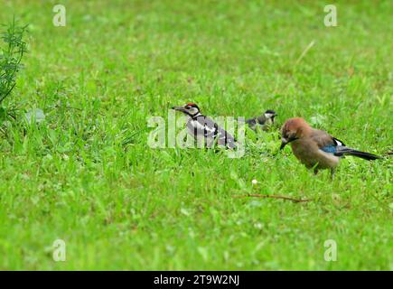 Greatwoodpecker à la recherche de nourriture dans l'herbe avec eurasian jay Banque D'Images