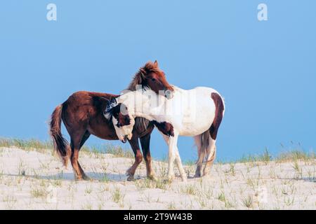 Une paire de poneys sauvages câlinant sur une dune de sable à l'Assateague National Seashore. Banque D'Images