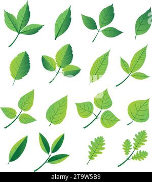 Ensemble de différentes icônes de feuilles vertes. Leaves. Feuilles d'arbres et de plantes. Collection feuille verte. Elements design pour étiquettes naturelles, écologiques, bio, vegan Illustration de Vecteur