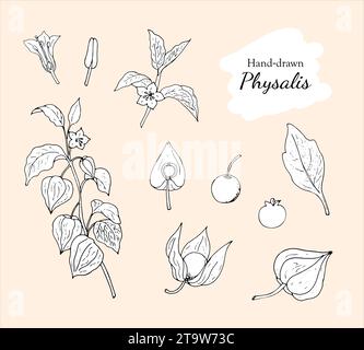 Collection de physalis dessinés à la main, plante, fruit, feuille, baie, étamine, et pistil. Illustration vectorielle botanique isolé sur fond blanc. Illustration de Vecteur