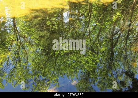 Belle réflexion d'arbres sur la surface de l'eau. Banque D'Images