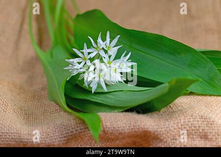 Fleurs et feuilles d'ail sauvages en gros plan Banque D'Images