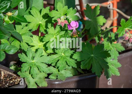 Gros plan des feuilles vertes fraîches et de la petite fleur violette de Geranium macrorrhizum / géranium bulgare - une plante aromatique utilisée en médecine traditionnelle Banque D'Images